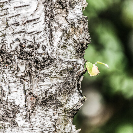 Werteorientiert Leben - Achtsamkeit Christian Birke Coaching, Kiel, Klares Bewusstsein, Blick auf das Wesentliche, Tempo, immer schneller immer höher, Ruhe und Kraft, Achtsam sein, Achtsamkeitsübung, Natur