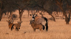 Orxy mit Jungen Safari des Lebens Afrika Namibia Coaching