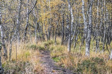 Birkenwald MBSR Achtsamkeit Kiel Ostsee Christian Birke