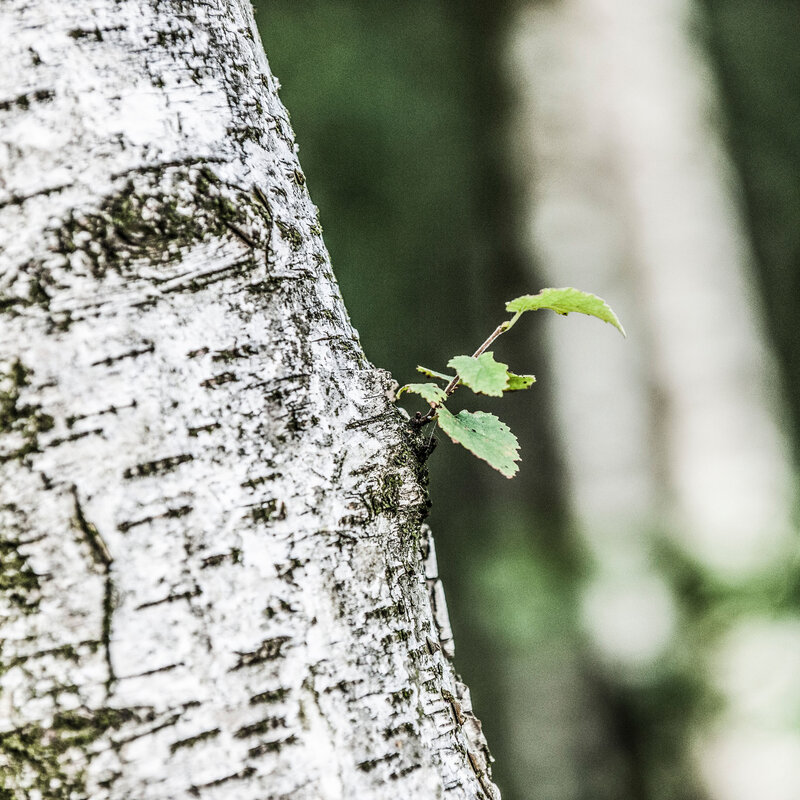 Birken Blatt MBSR Achtsamkeit Meditation Kennenlernen Kiel Ostsee
