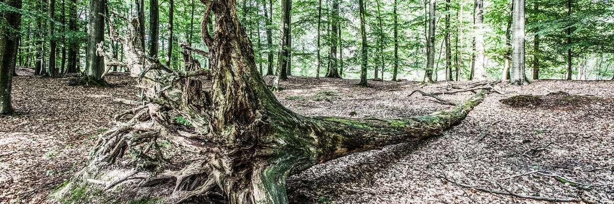 Burnout Prävention, berufliches Burnout, privates Burnout, Stress, ressourcenschonend, Coaching