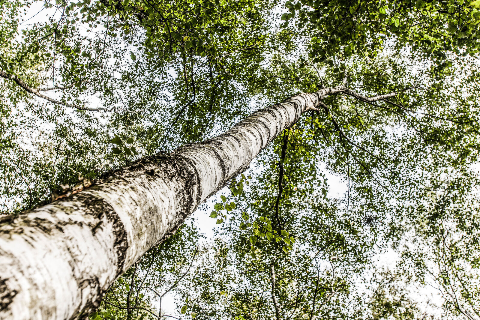 christian birke coaching ostsee, Lebensbaum, Werkzeuge Methoden, Aufbau