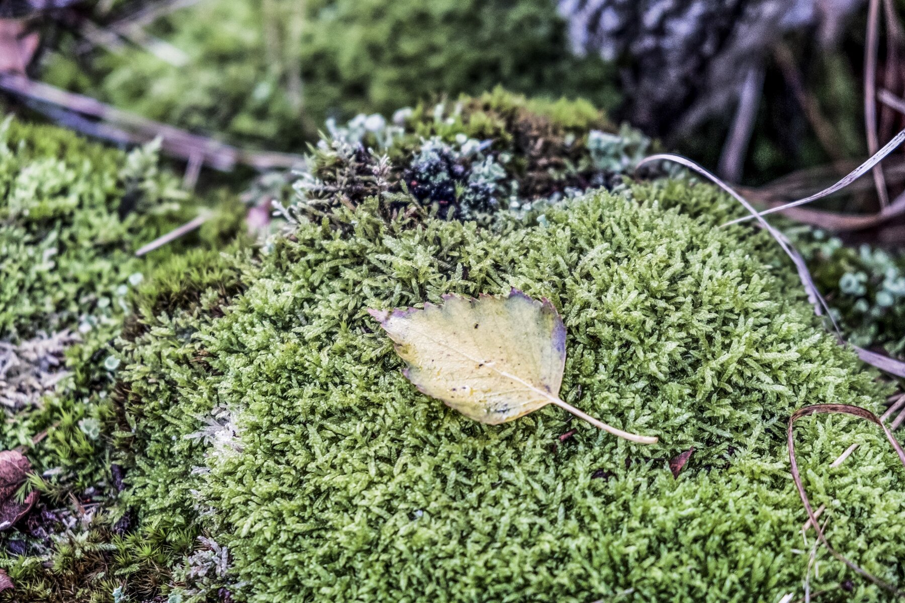 Achtsamkeit lernen, Achtsamkeits Coaching Kiel