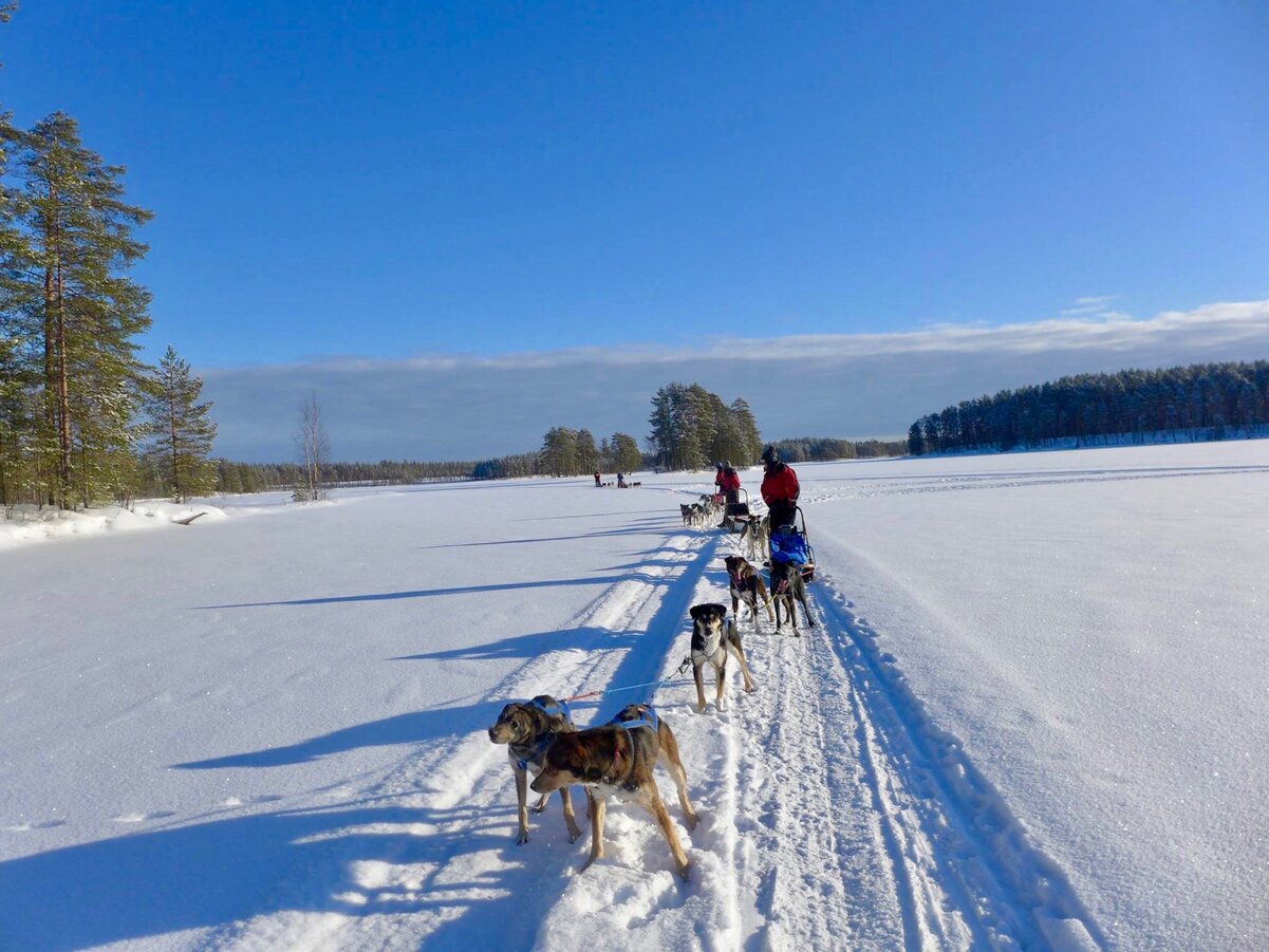 Hundeschlittenreise, Bärenpfad, Coaching, Wildnis, Finnland
