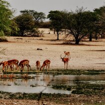 Coaching Urlaub Afrika, Safari des Lebens, Christian Birke Coaching