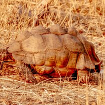 Coachingurlaub Afrika, Safari des Lebens, Schildkröte