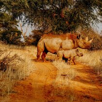 Coaching safari, Coaching Namibia Urlaub