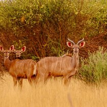 Coachingurlaub Afrika, Coaching Namibia, Safari des Lebens