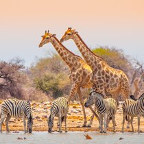 Tierbeobachten Coachingreise, Coaching Urlaub Kalahari