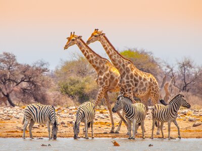 Tierbeobachten Coachingreise, Coaching Urlaub Kalahari