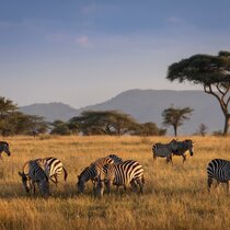 Tierbeobachtungen Coachingreise Afrika, Safari des Lebens