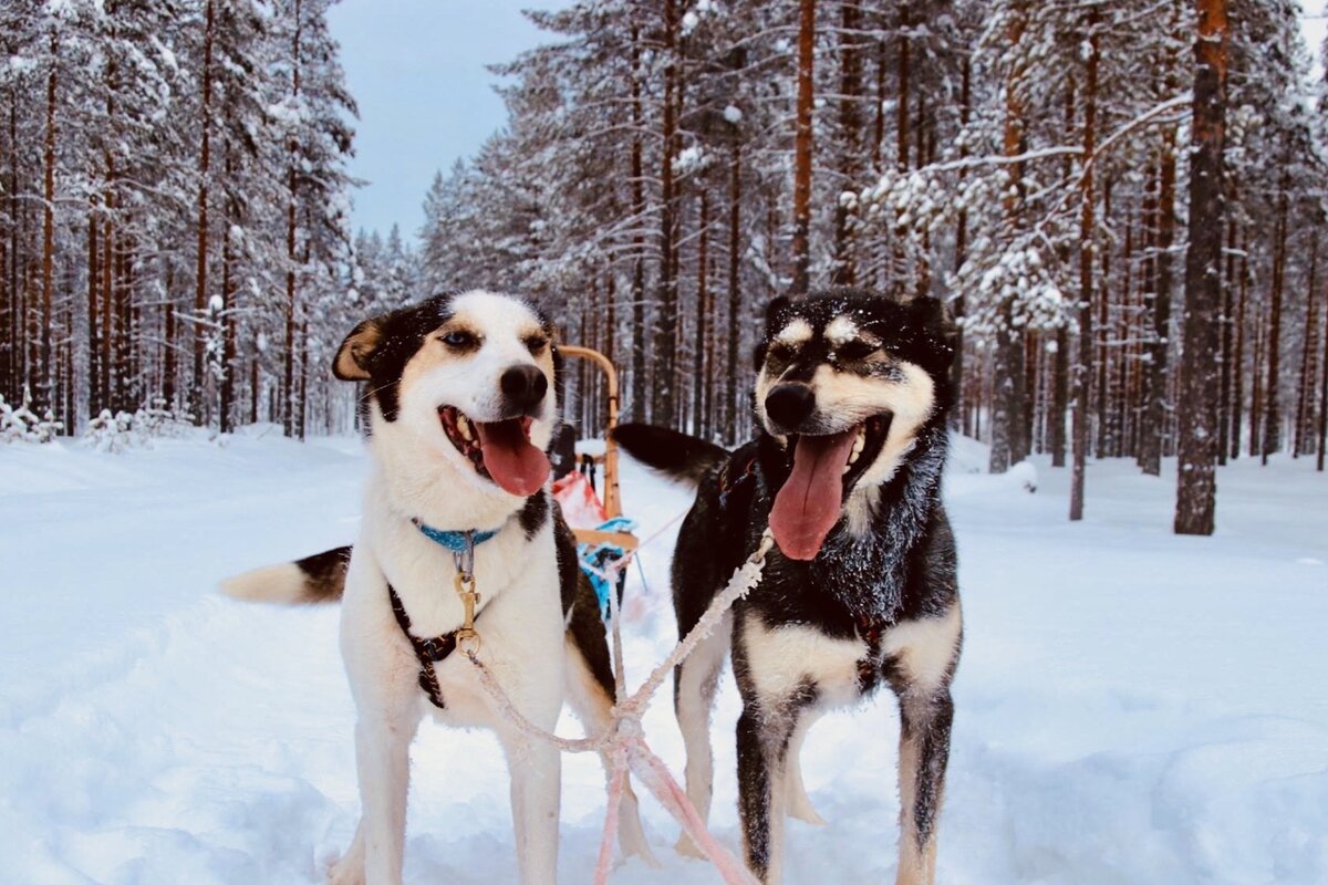 Coaching Hundeschlitten mit Huskies