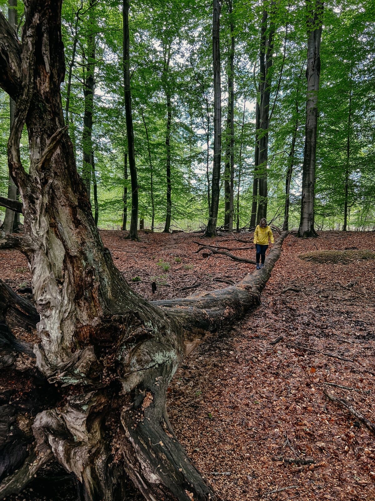 Kurzurlaub Ostsee Waldbaden Christian Birke Coaching