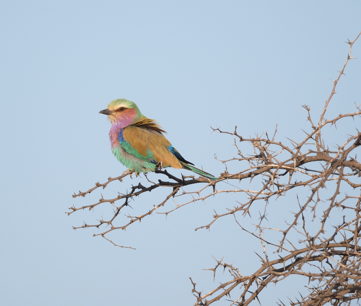 Safari des Lebens Coachingreisen weltweit