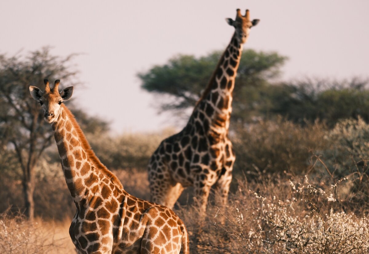 Tiere beobachten Safari des Lebens Coachingreise
