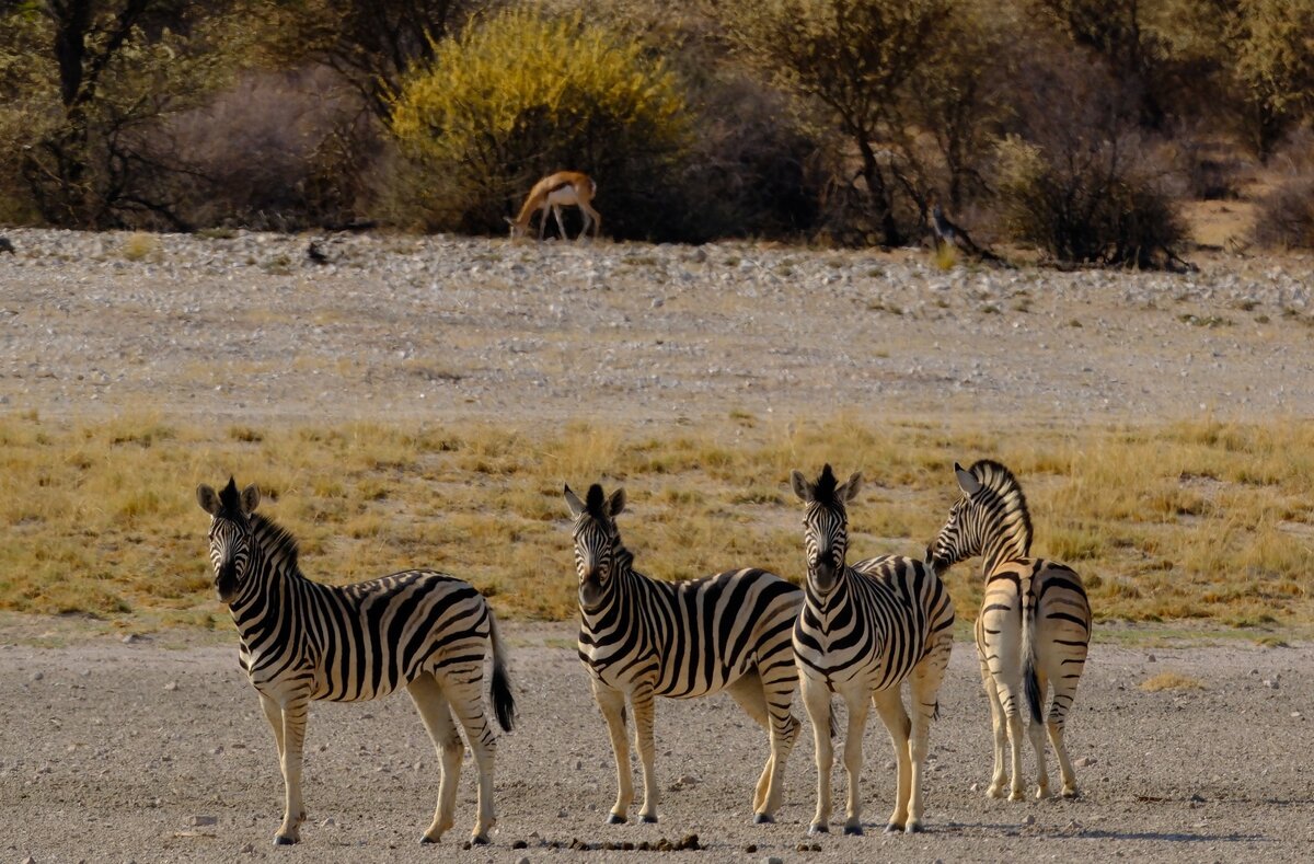Retreat Safari of your life in Afrika with Zebras