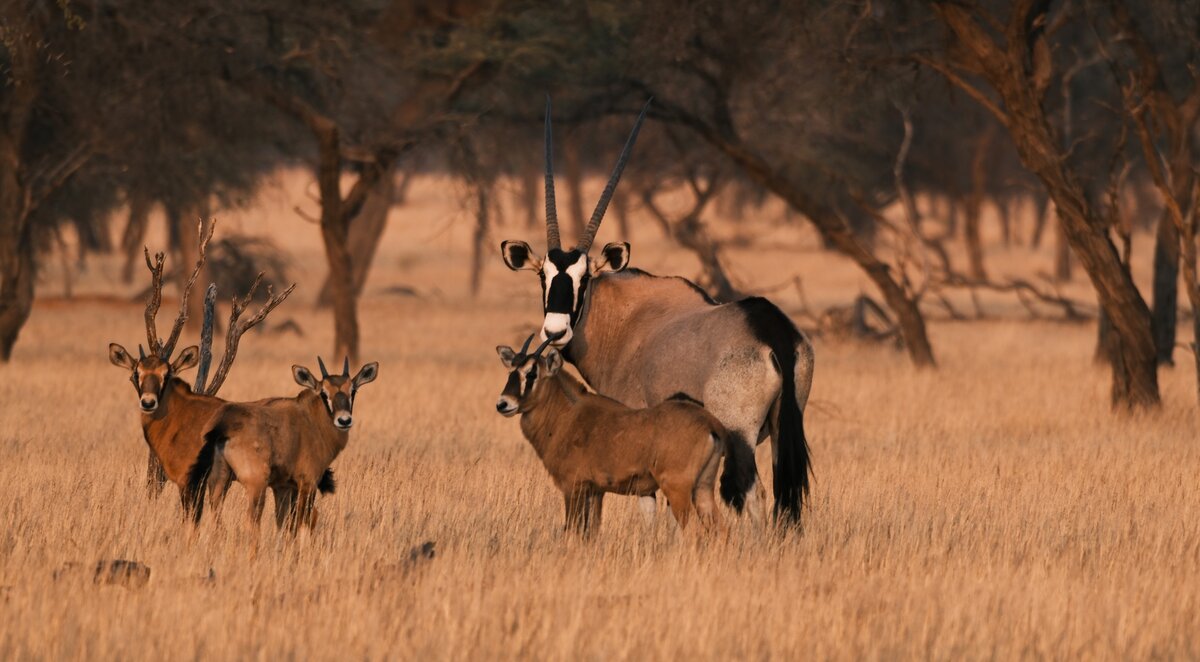 Safari of a lifetime Africa Namibia Coaching watching orxy