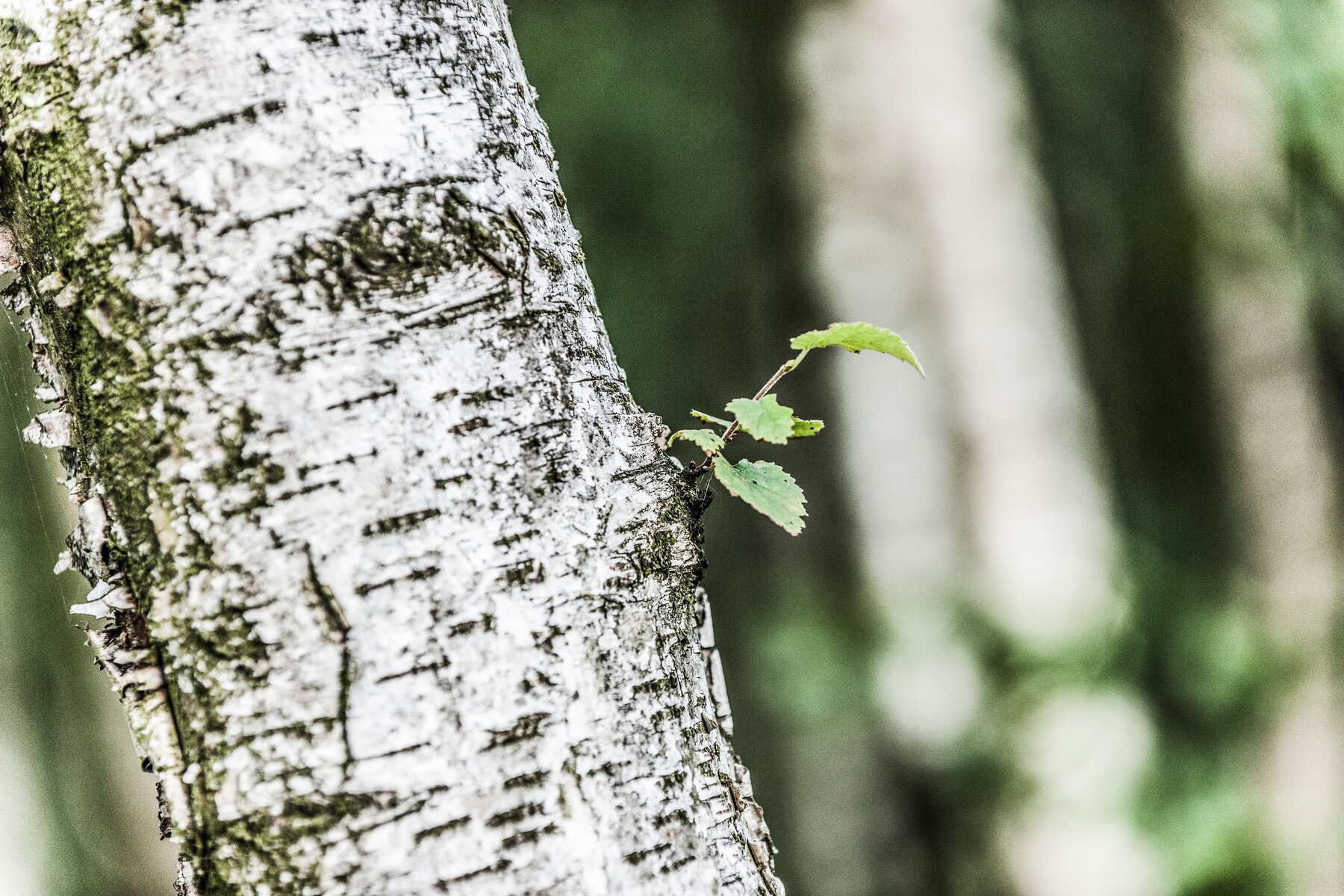 MBSR Achtsamkeit Meditation Kennenlernen Kiel Ostsee
